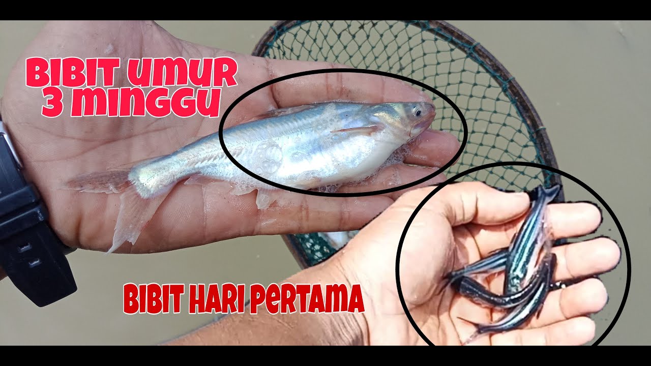 PEMBIBITAN IKAN PATIN SUPAYA CEPAT BESAR DARI UMUR 1 MINGGU - 3 MINGGU