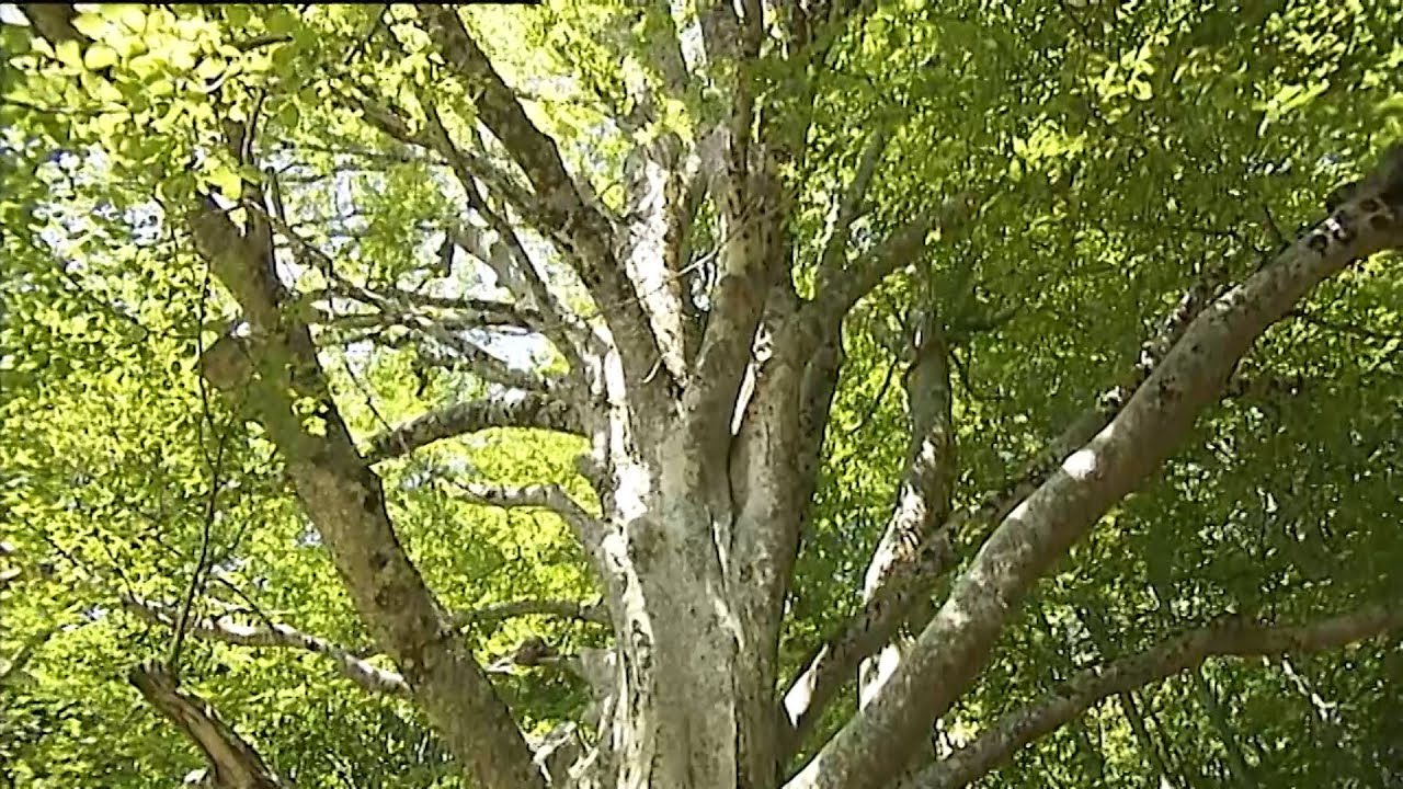 Il faggio di Capanne di Caprignana tra gli alberi monumentali