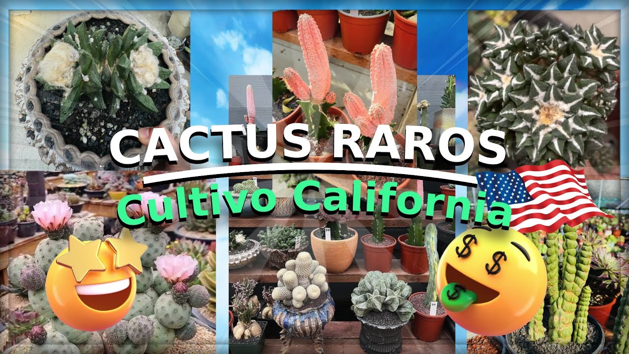 CACTUS RAROS y Únicos en California, PLANTAS EXÓTICAS #cactus #nursery