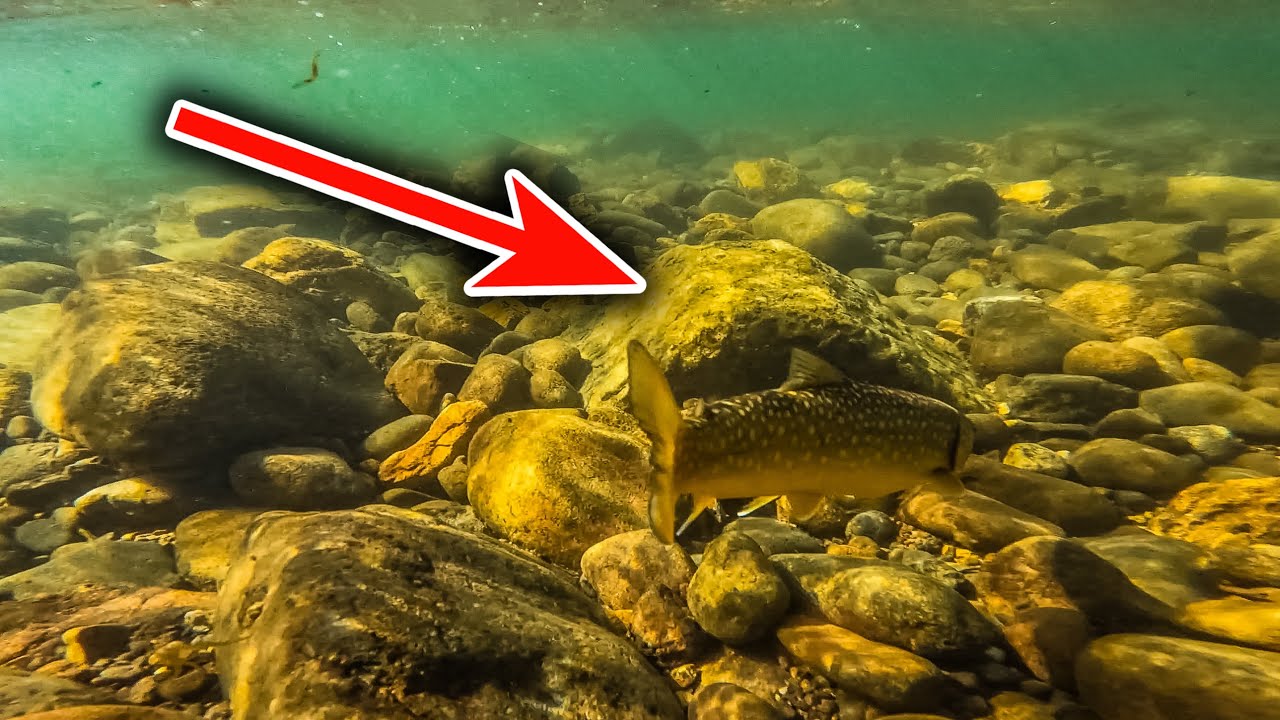This Wild Mountain Stream had SO MANY CHAR! 🏔️