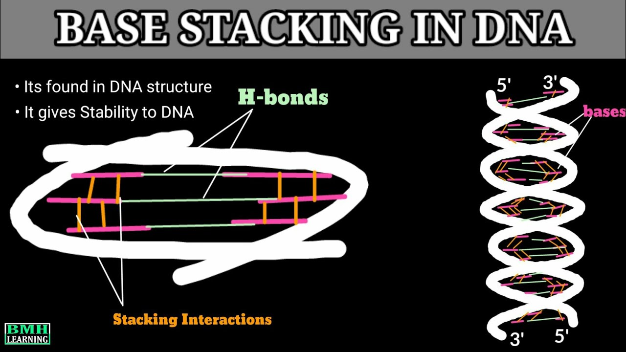 Base Stacking In DNA | Base Stacking Interactions | What Is Base Stacking | Stability Of DNA |
