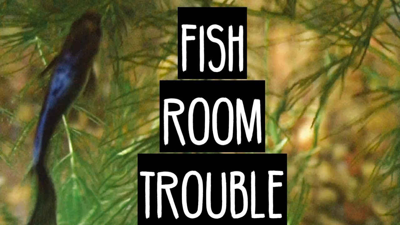 Fish 🐠 Room Trouble