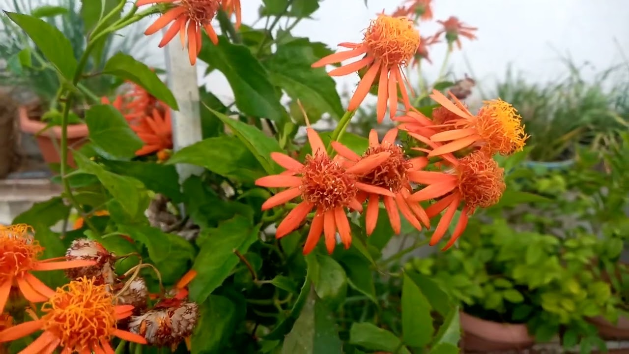 Mexican flame vine / psudogynoxys chenopodioides @Floweringgardenvlog