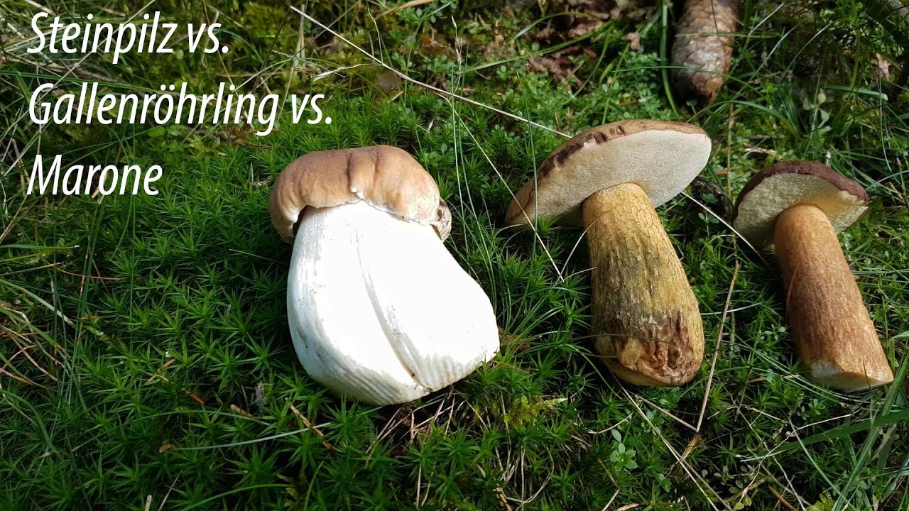 Grundlagen - Steinpilz vs. Gallenr&ouml;hrling vs. Maronenr&ouml;hrling