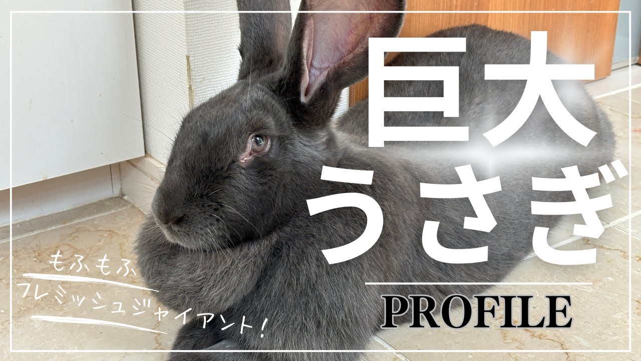 我が家の巨大うさぎ(フレミッシュジャイアント)を紹介します🐰💓