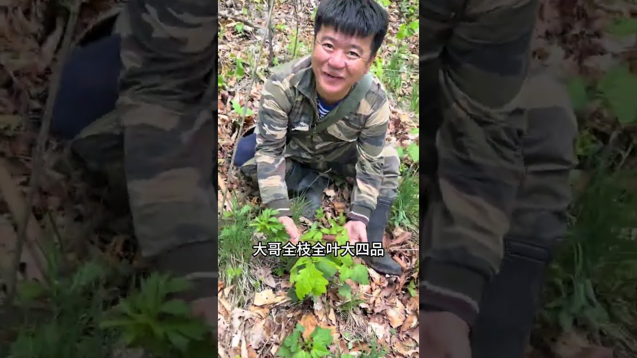 虎为百兽王，参是百草尊。大山里的幸福生活从现在开始#记录大山里的农村生活 #大自然的馈赠