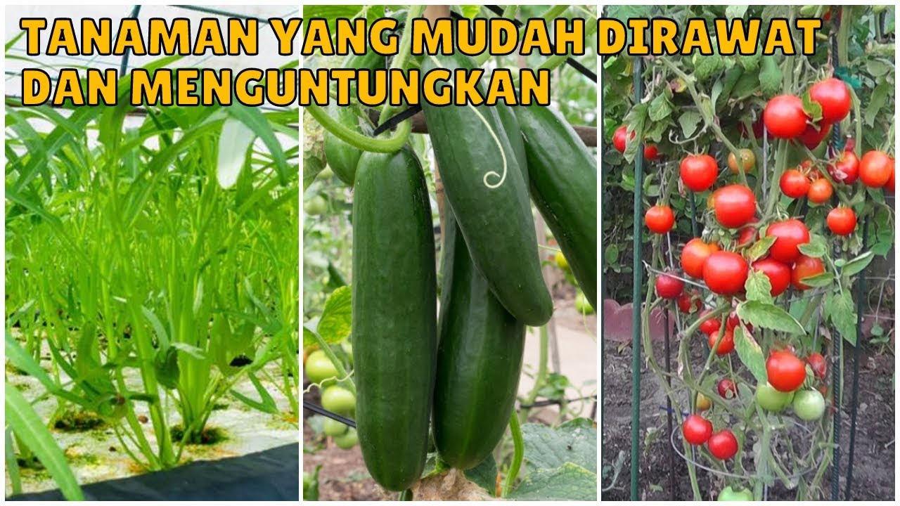 Tanaman Yang Mudah Dirawat Dan Menguntungkan