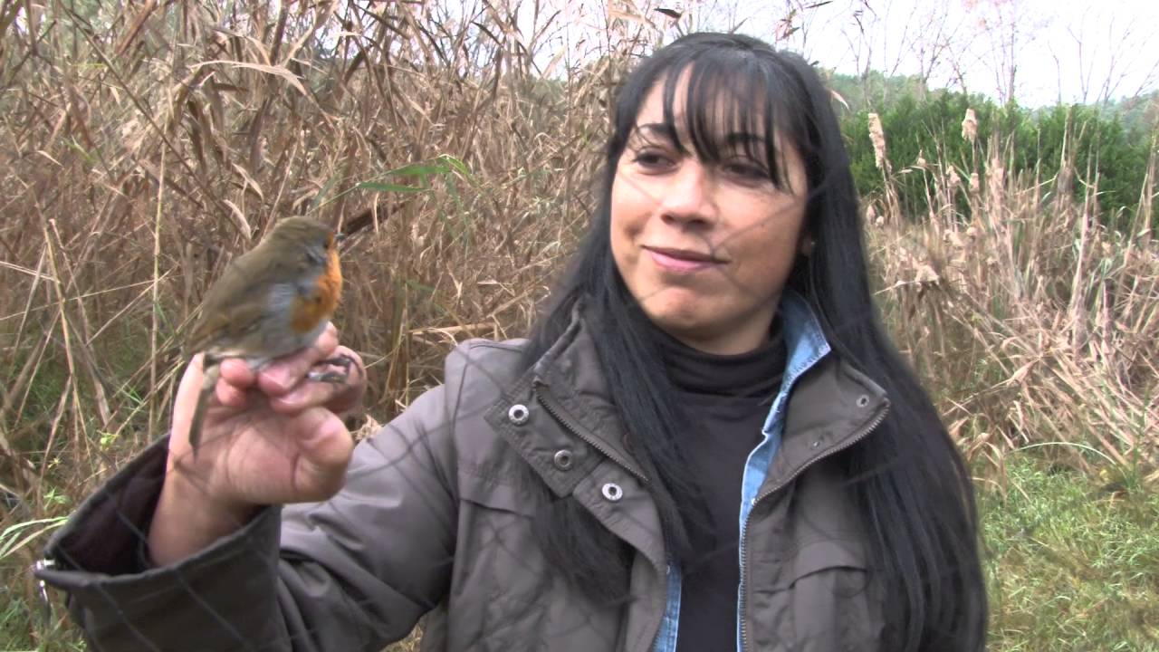 Anillamiento Científico. El regreso de las Aves