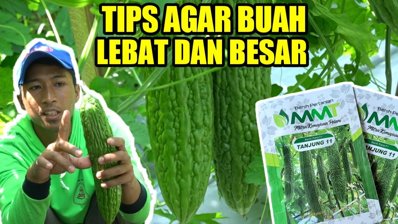 CARA BUDIDAYA PARE | RAHASIA PARE BERBUAH LEBAT DAN BESAR