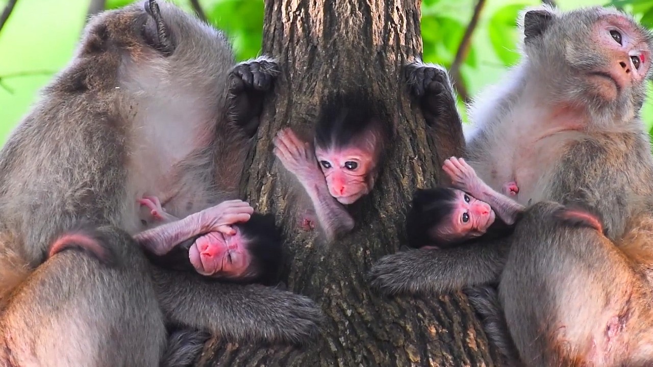 Adorable Wildlife 2026, Top Video Moments Of Baby Monkeys With Mommy's Care