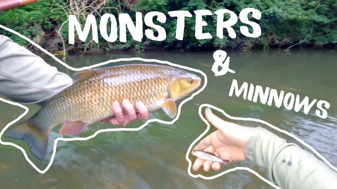 Catching 20 inch monster chub & 2 inch minnows on a Tenkara Rod