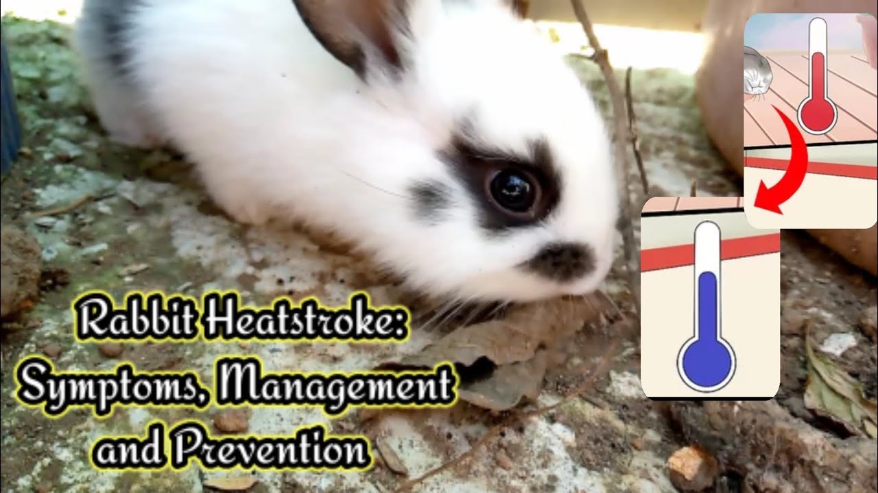 Rabbit Heatstroke - Symptoms, Management and Prevention || All About Rabbits