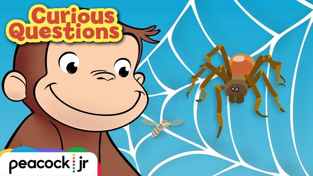 Why Do Spiders Build Webs? | CURIOUS QUESTIONS