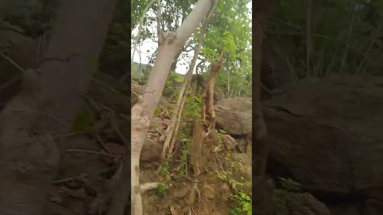 safar tanha tanha #song #travel #nature #love #cmcollection