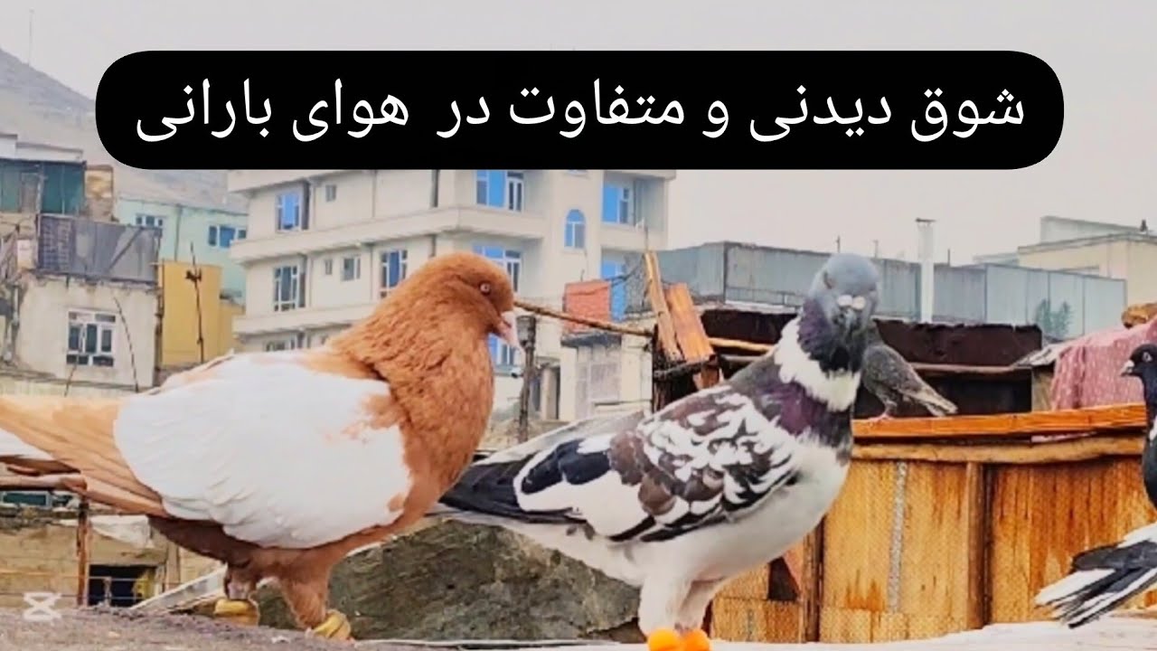 شوق متفاوت تر از روز های گذشته در هوای بارانی  ،  البته این برنامه متعلق به ده روز گذشته میباشد❤🫡❤