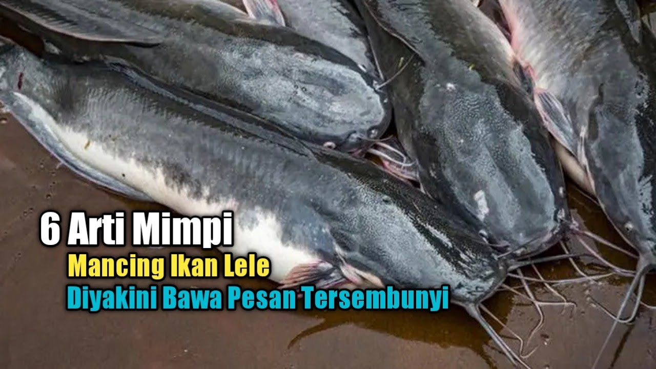 6 Arti Mimpi Mancing Ikan Lele yang Diyakini Bawa Pesan Tersembunyi