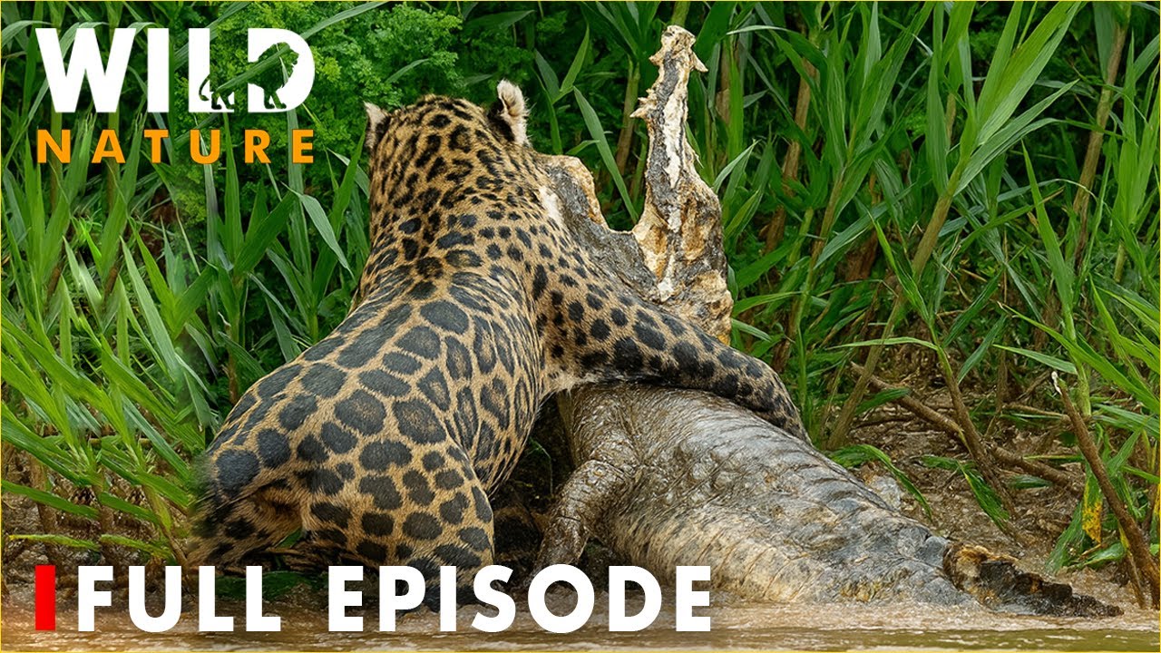 WILD AMAZON: The Fierce Battle Between Life and Instinct (FULL EPISODE) #natureanimaldocumentary