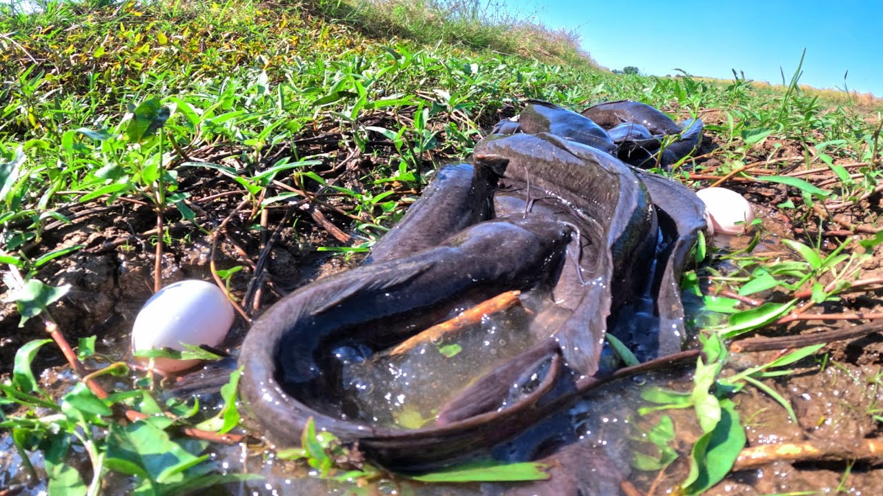 wow amazing fishing skills, pick duck eggs in rice field after the rain and catch fish 