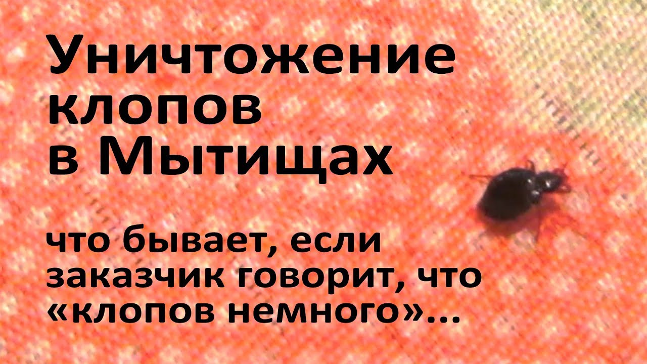 Уничтожение клопов в Мытищах: квартира, в которой, якобы, 