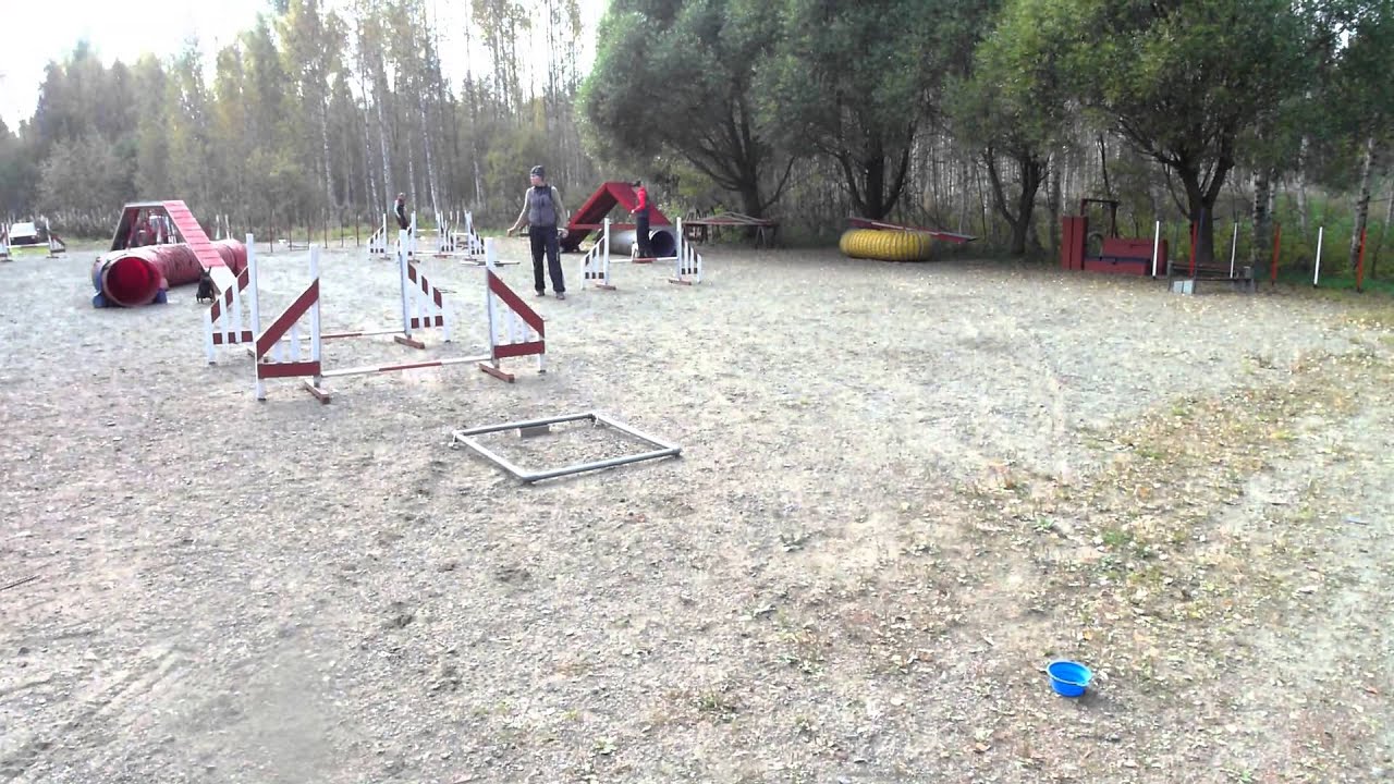 Agility a-frame running contact ground work