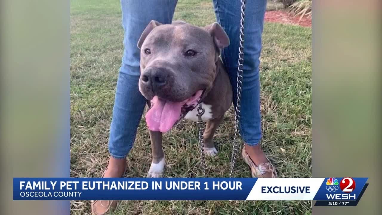 'Devastated': Florida family says dog was picked up by animal services and put down an hour later
