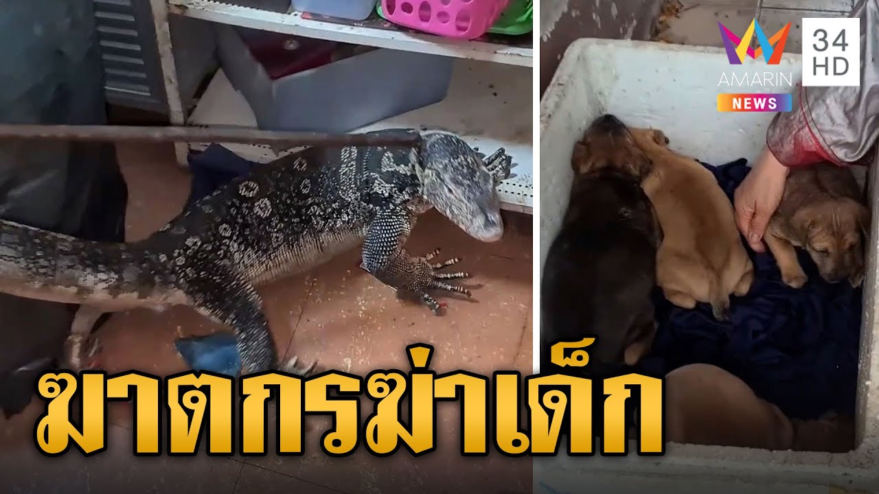 ฆาตกรโหด! ตัวเหี้ยหิวจัดบุกกินลูกหมาในร้านข้าวมันไก่