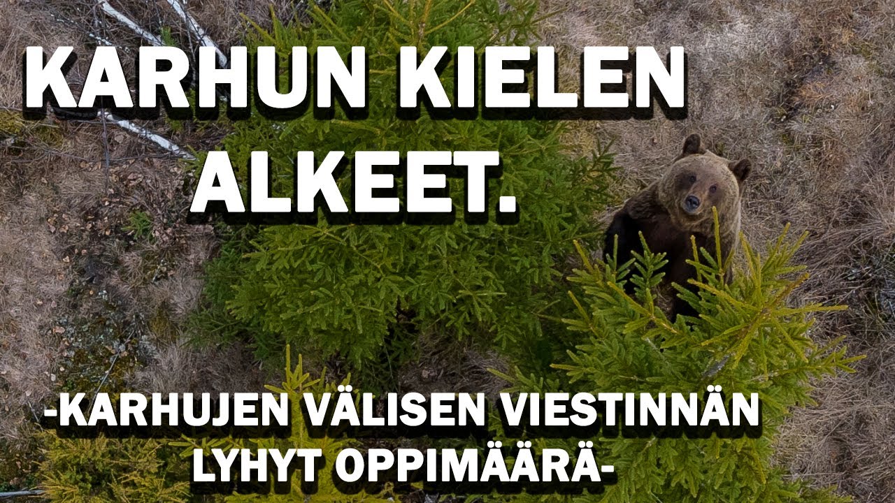 KARHUN JALANJÄLJISSÄ! Näin karhu viestii. Merkkipuita ja hajujälkiä.