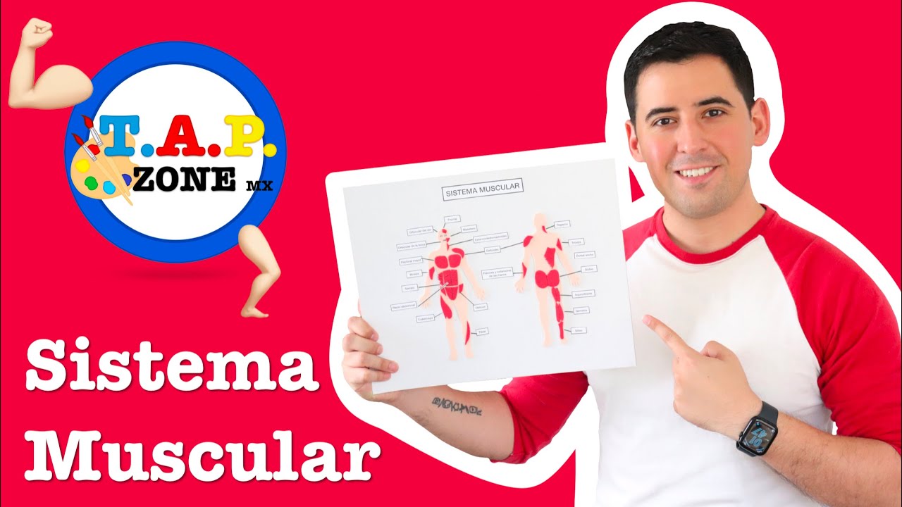 Como hacer la maqueta del Sistema Muscular - TAP ZONE Mx
