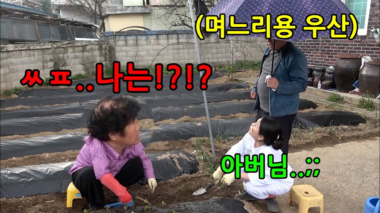 비오는데 시아버지가 며느리만 우산 씌워준다면?ㅋㅋㅋㅋ평생 밥해먹여도 소용없다ㅋㅋㅋㅋ