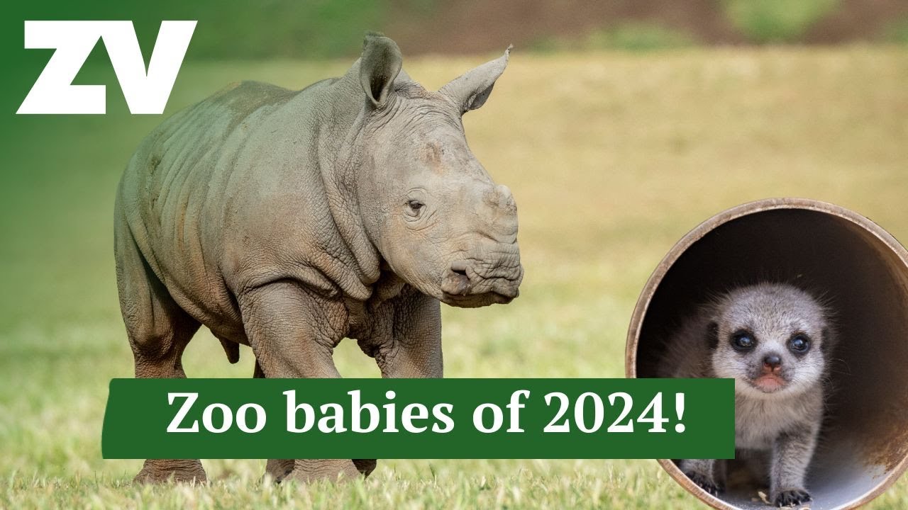 It's a baby animal bonanza!