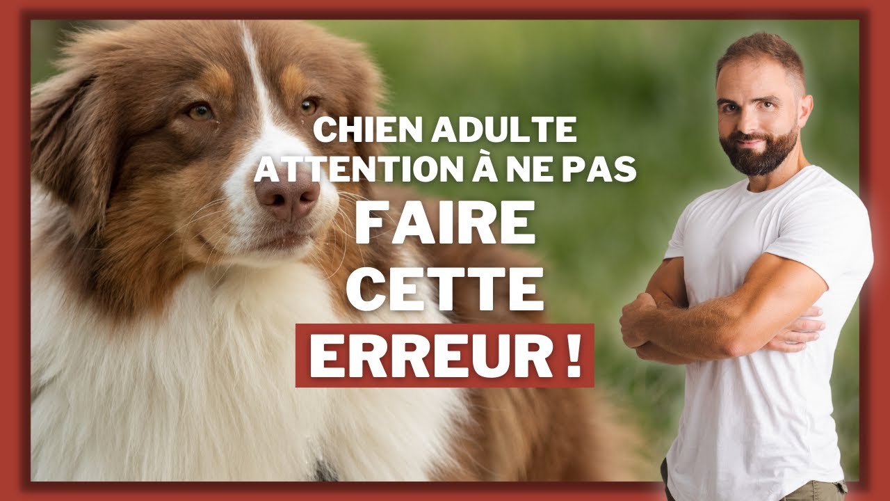 L'erreur &agrave; ne pas commettre en adoptant un chien adulte
