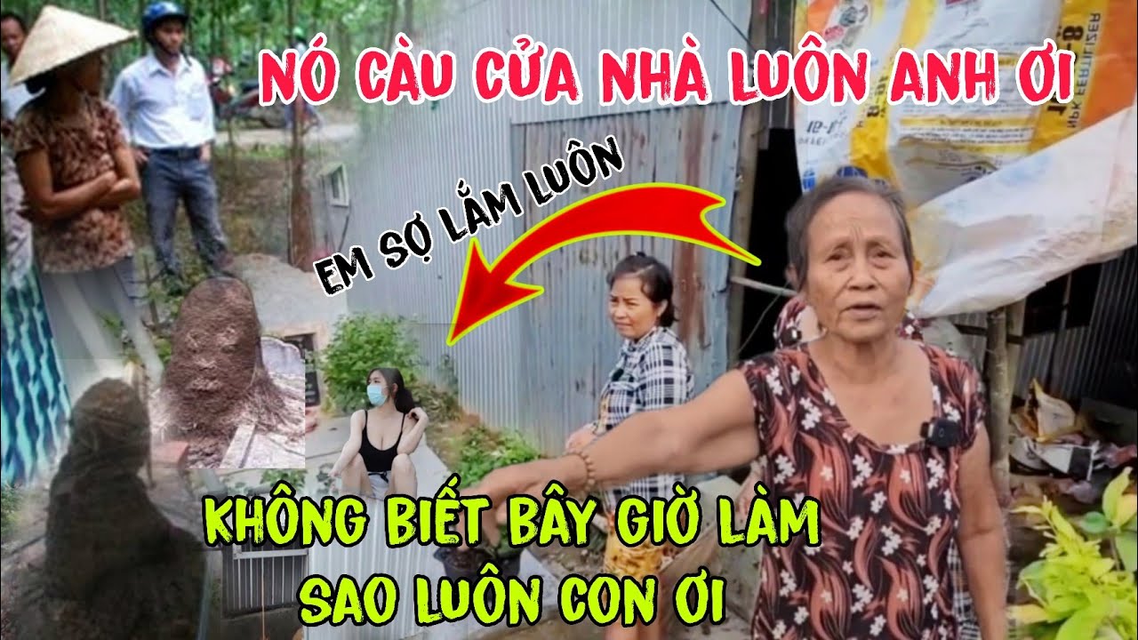 Phát hiện Ụ Mối Kỳ Quái Khiến Cả Nhà Mất Ngủ Ở Vùng Biên 
