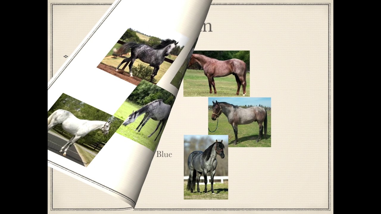 Horse Colors Vol 2 Paint,Grey,Roan