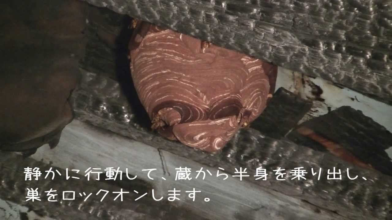 スミチオンによるスズメバチ掃討作戦