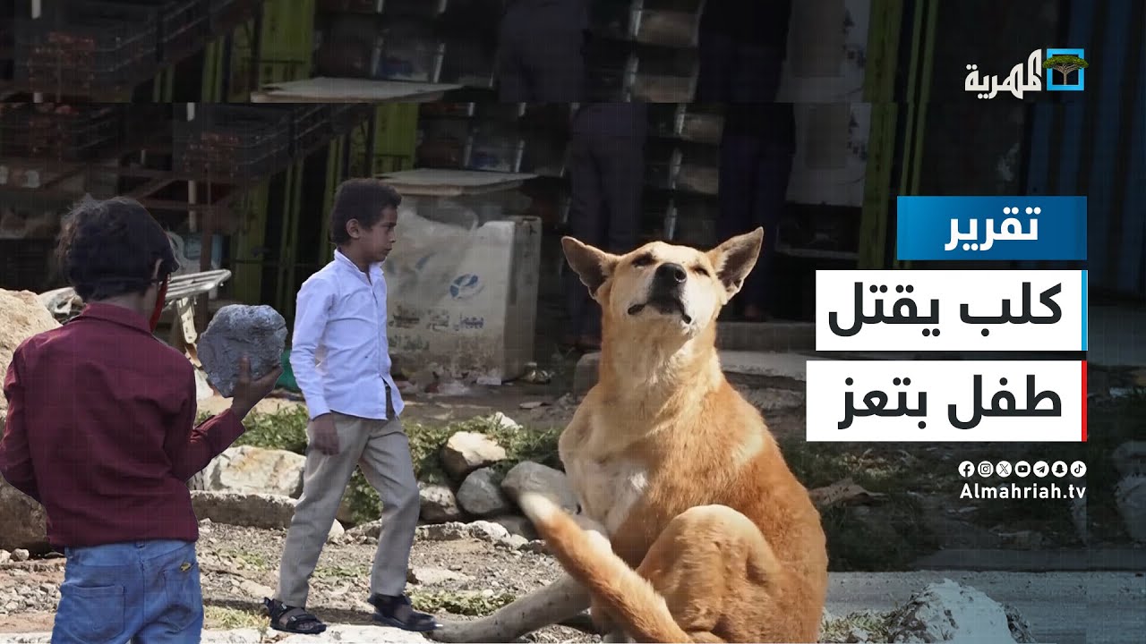 قصة طفل تسببت الكلاب الضالة بوفاته في تعز