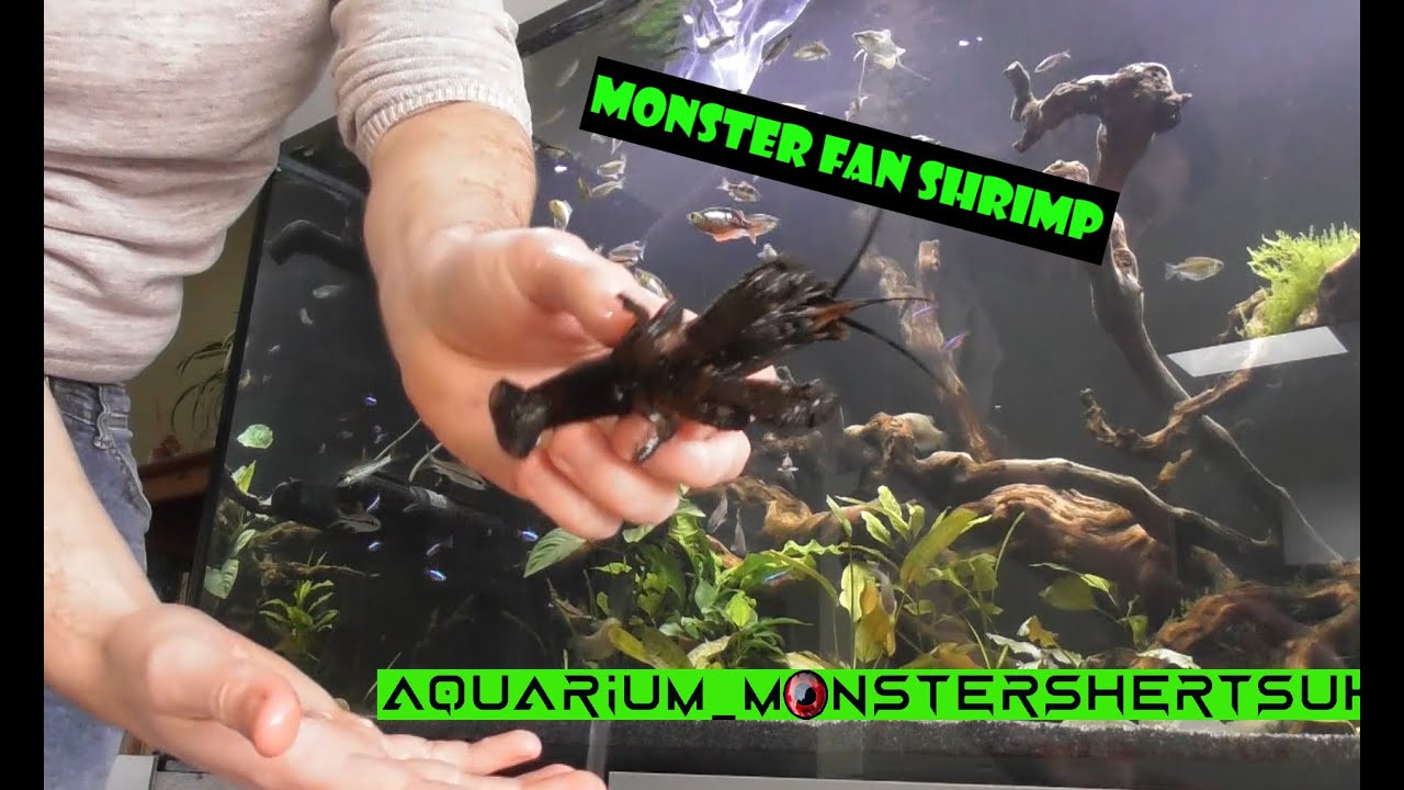 Monster Fan Shrimp!!