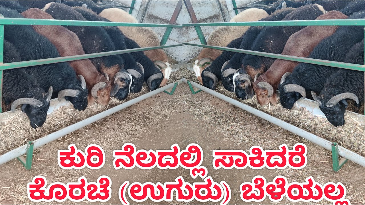ಕುರಿ ನೆಲದಲ್ಲಿ ಸಾಕಿದರೆ ಕೊರಚೆ (ಉಗುರು) ಬೆಳೆಯಲ್ಲ sheep farming