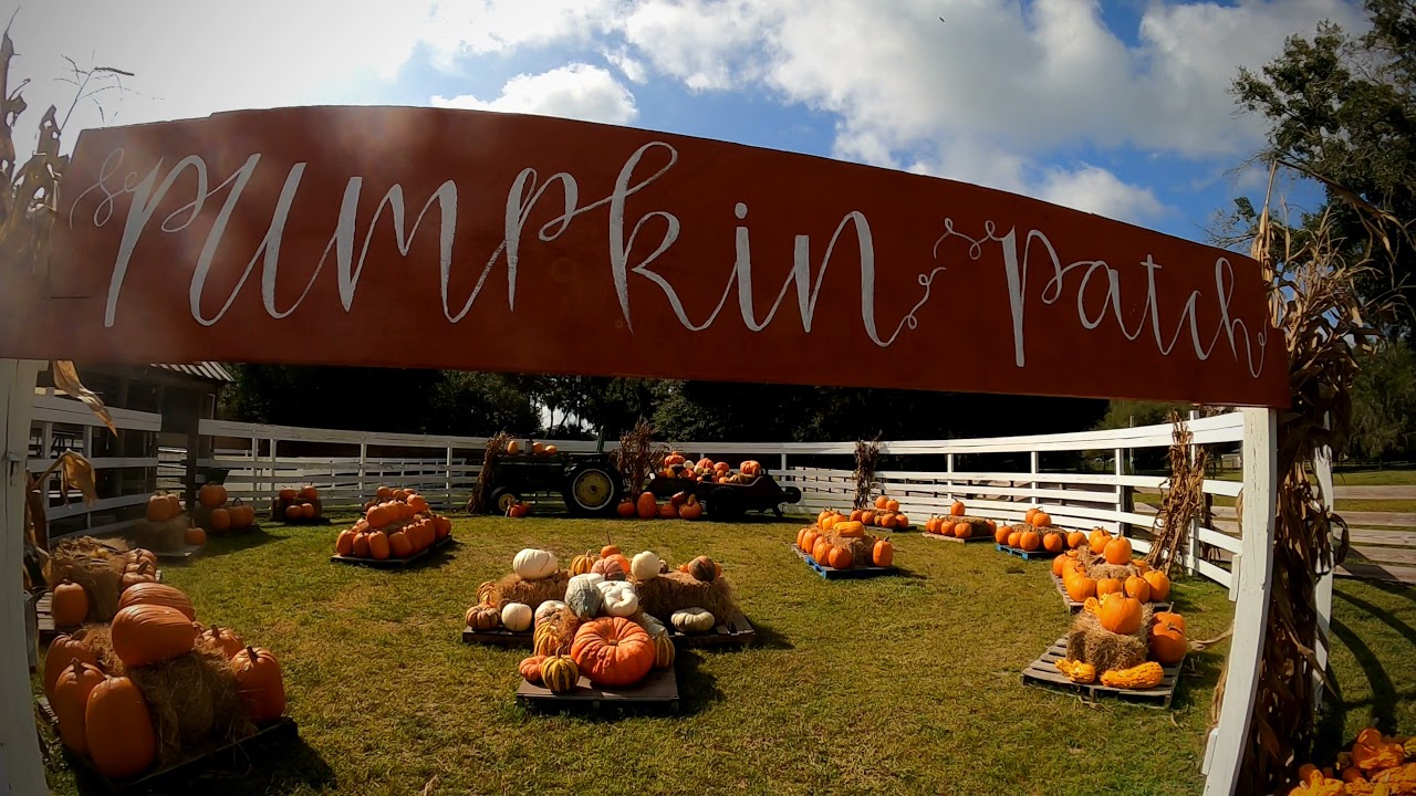 A visit at Cow Creek Farm in Plant City, Florida.