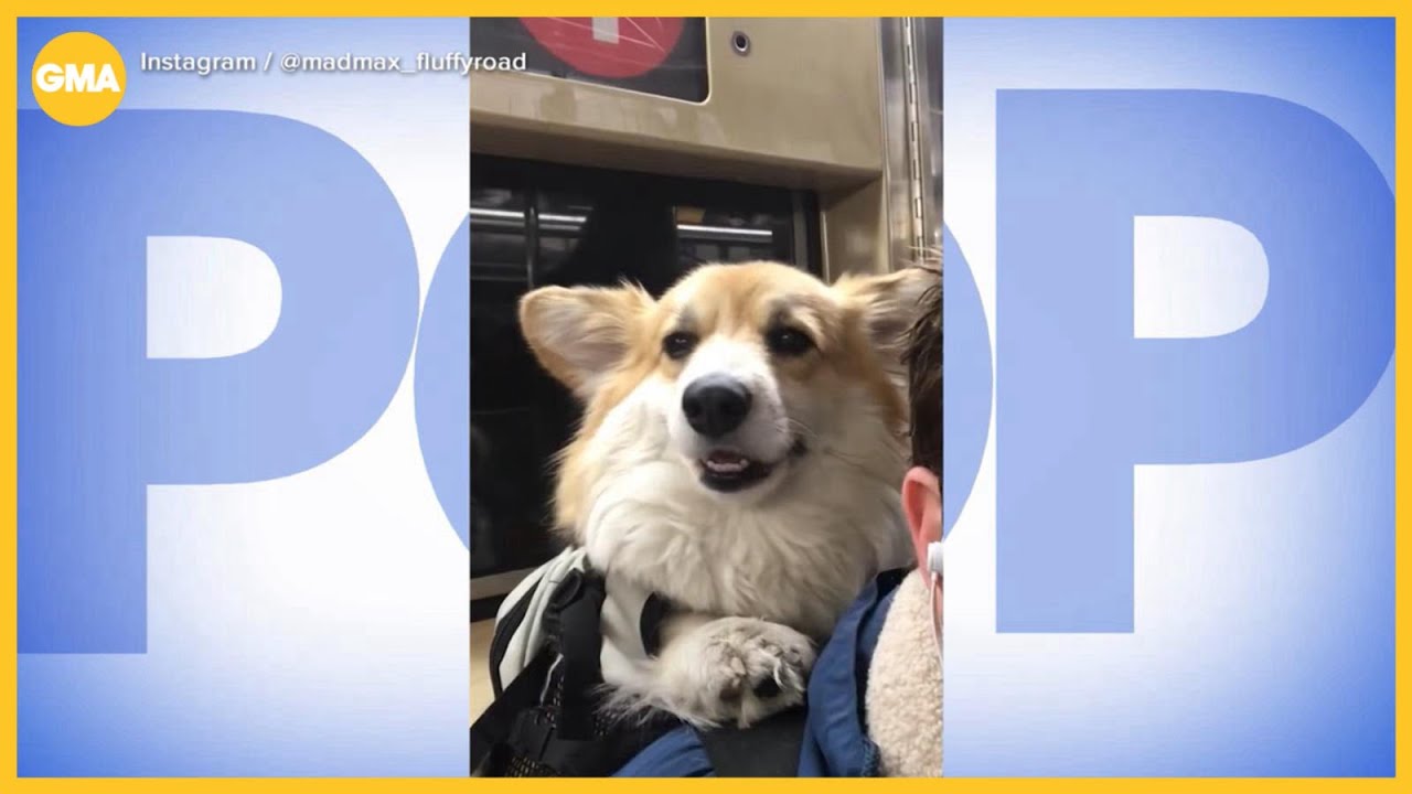Dog influencer goes viral for giving back