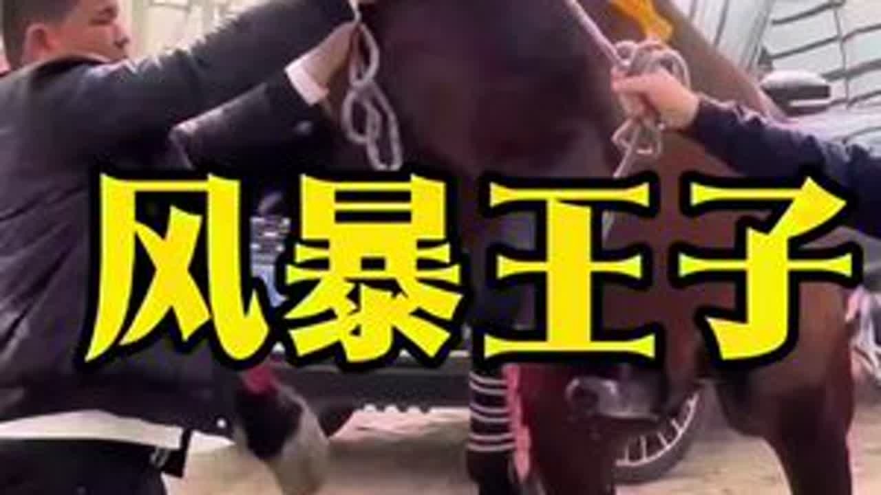 新疆和田县巧格兰马业顶级种公马风暴王子 #马 #走马#祝你马上成功马上发 #种公马#纯血马