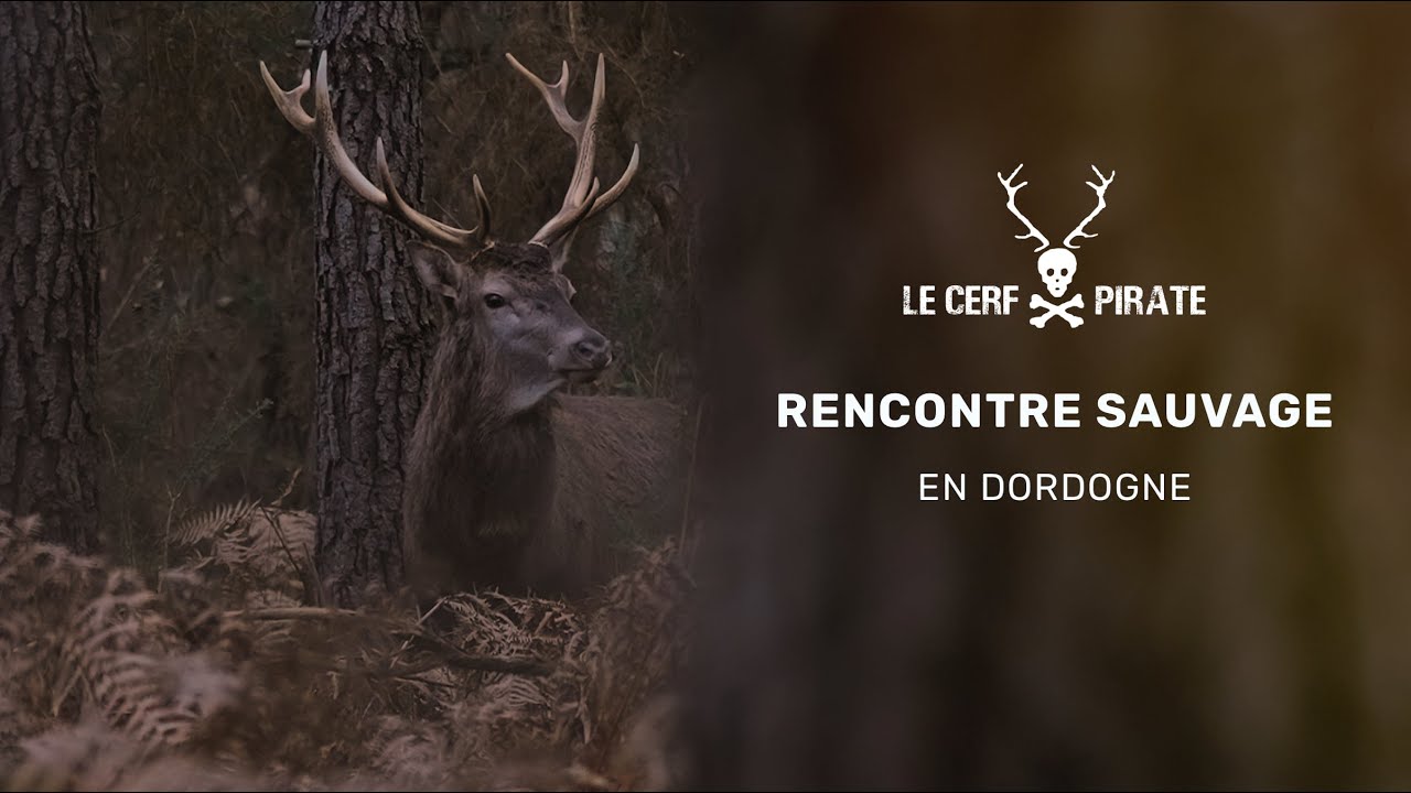 Le Cerf Pirate - Rencontres sauvages en Dordogne #4
