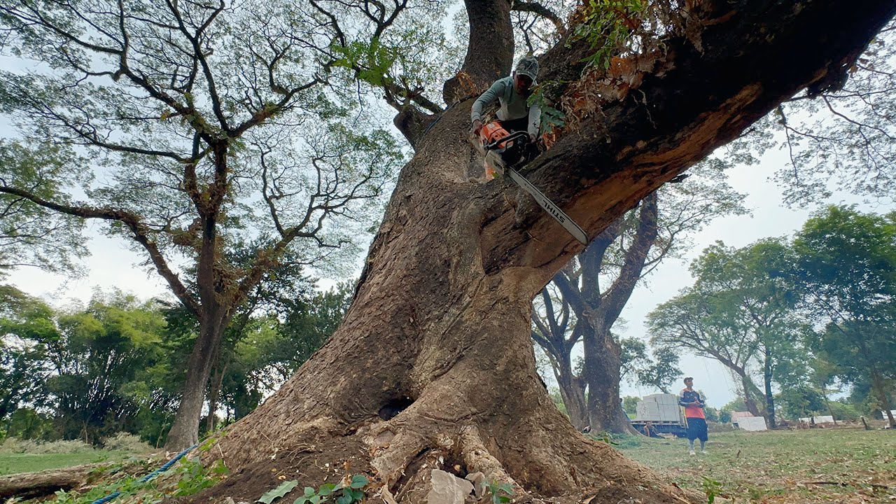 The most dangerous logging of large trembesi trees‼️
