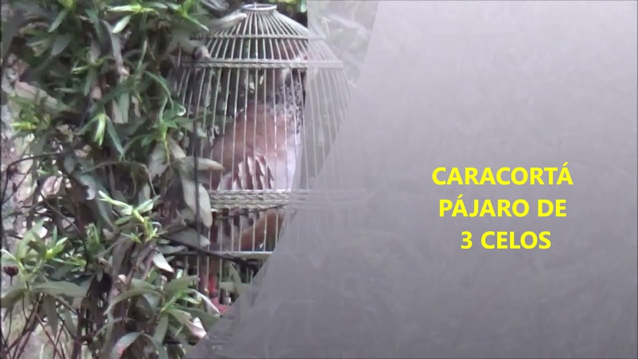 Caracortá febrero 2024