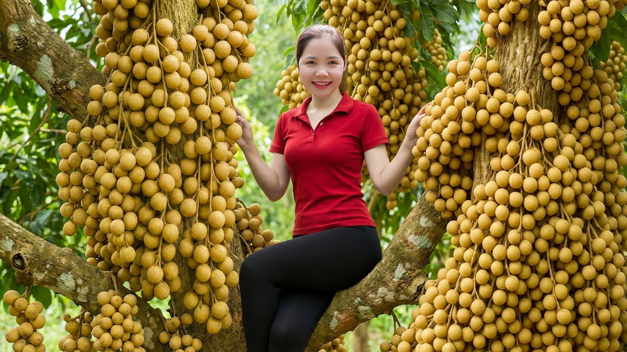 TIMELAPSE - Harvesting 1000kg Tiên Phước Langsat in The Forest Goes To Market Sell | Han Harvesting