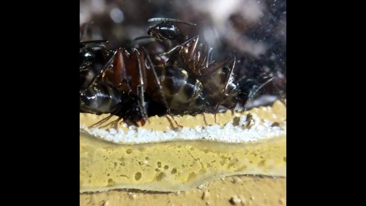 Camponotus getting ready for second diapause