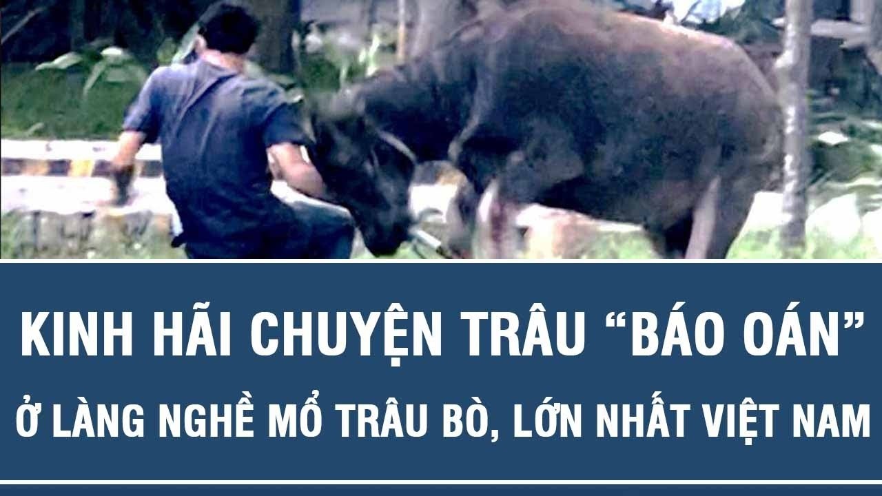 Kinh h&atilde;i chuyện tr&acirc;u &ldquo;b&aacute;o o&aacute;n&rdquo; ở l&agrave;ng nghề mổ tr&acirc;u b&ograve;, lớn nhất Việt Nam