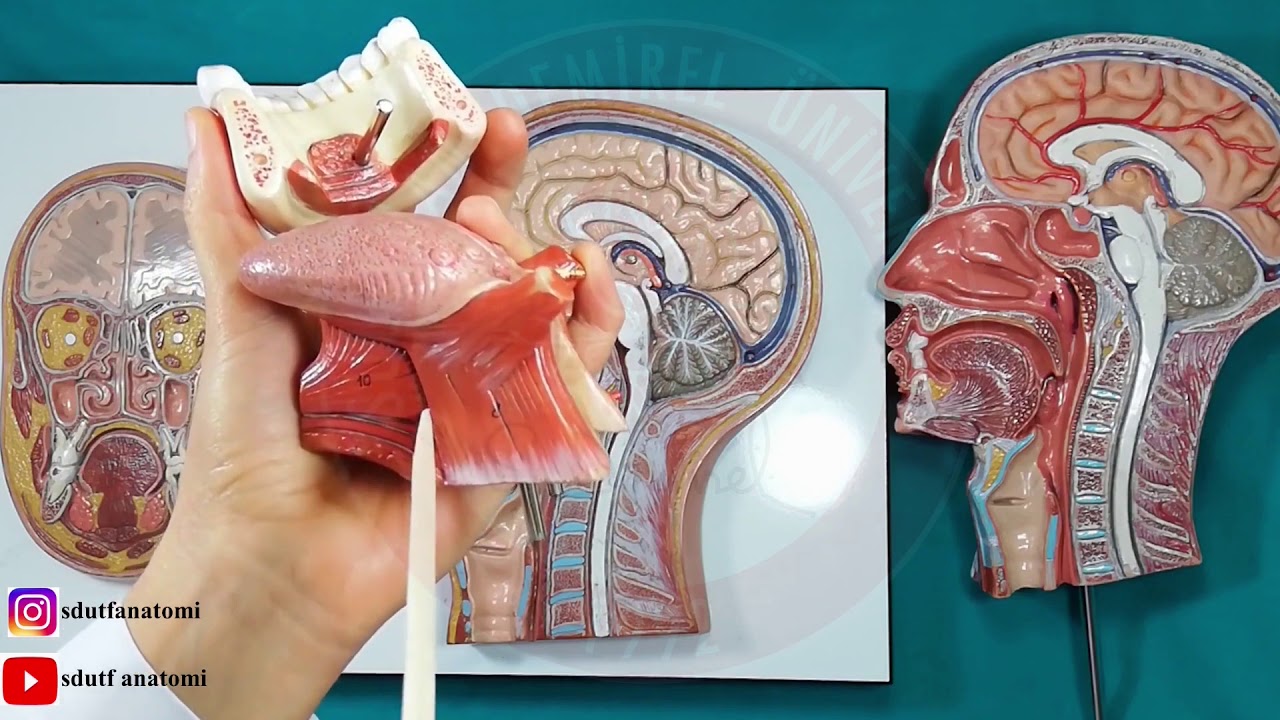 Dil Anatomisi ve Dil Kasları