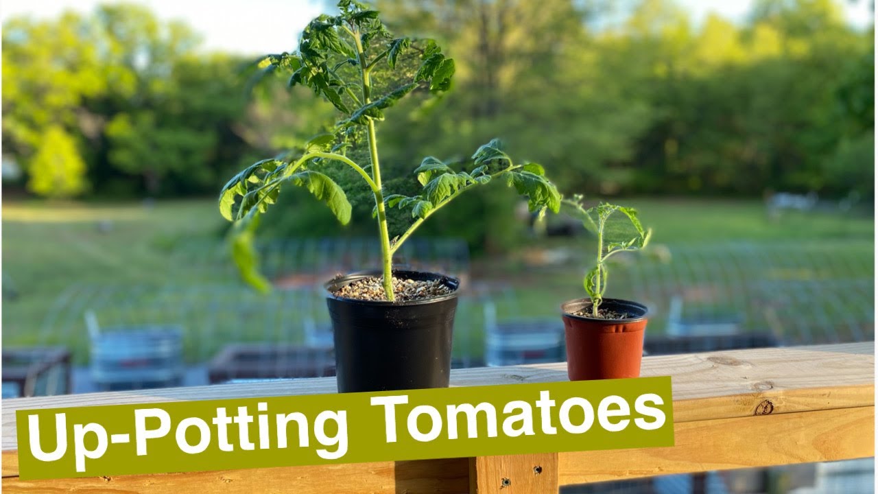Up-Potting Tomato Seedlings