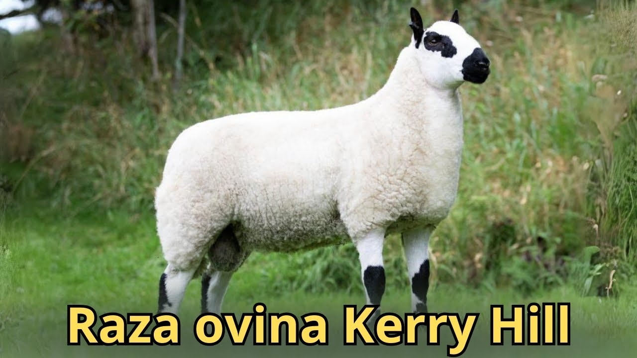 Raza de Oveja de Kerry Hill: características, usos y origen