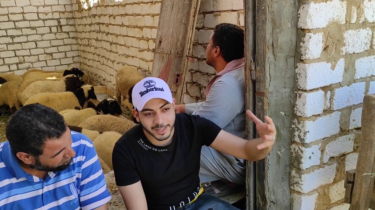 حياتك في بلدك وارضك البرقي حللنا مشكلتك وشاب  قاهري يدينا درس بشركه الفلاح بالفرافره  ت٠١٠٠٨٧٩١٢٨٥